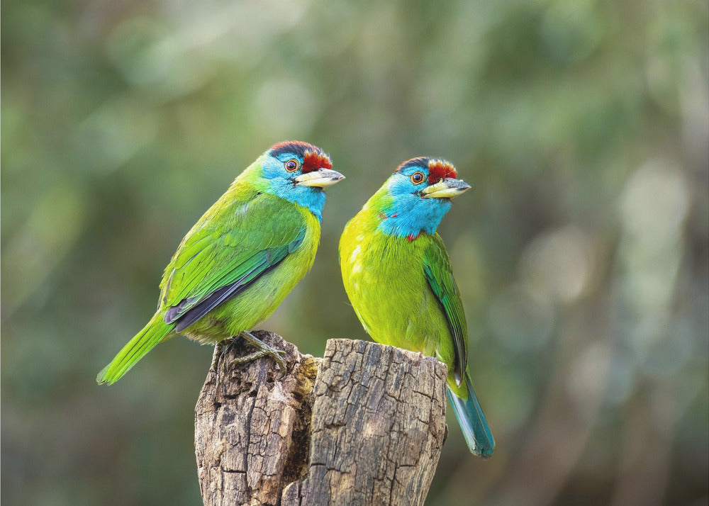 Plakat - Blue-throated barbet