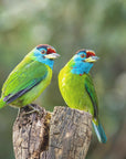Plakat - Blue-throated barbet