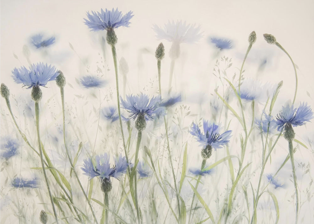 Plakat - Cornflowers