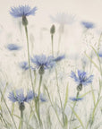 Plakat - Cornflowers