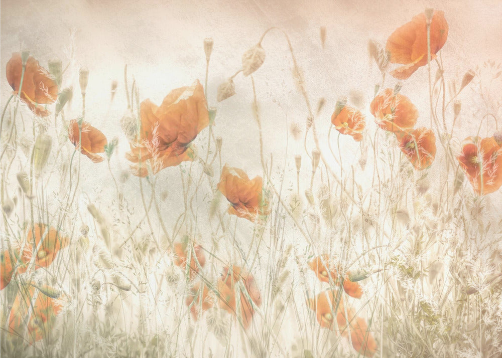Plakat - Poppies in the field