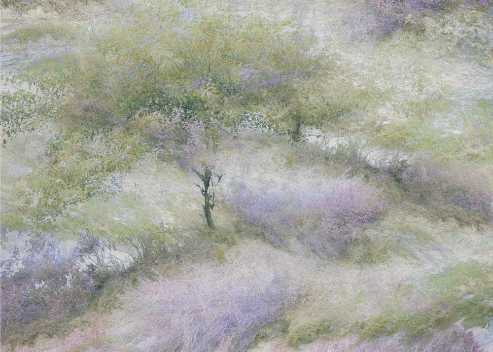 Plakat - Flowering heather