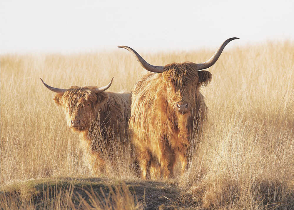 Plakat - Young and old Highlander