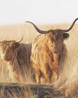 Plakat - Young and old Highlander