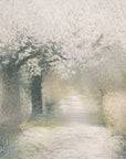 Plakat - Cherry blossom