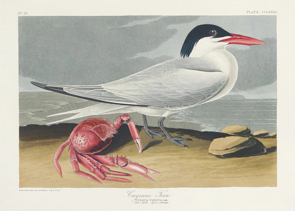 Plakat - Cayenne Tern From Birds of America (1827)