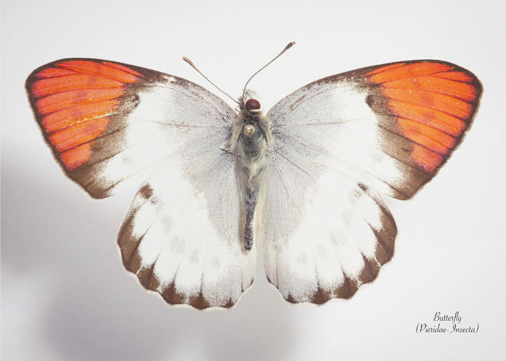 Plakat - Butterfly - 3