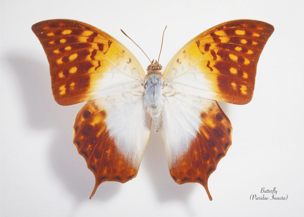 Poster - Butterfly - 4