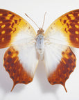 Poster - Butterfly - 4