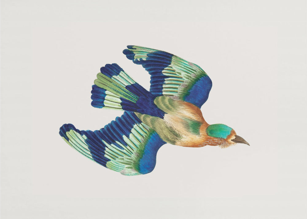 Plakat - Ceylonese Roller