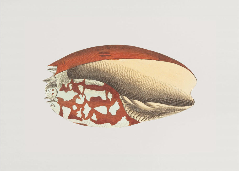 Plakat - Ethiopian Crown