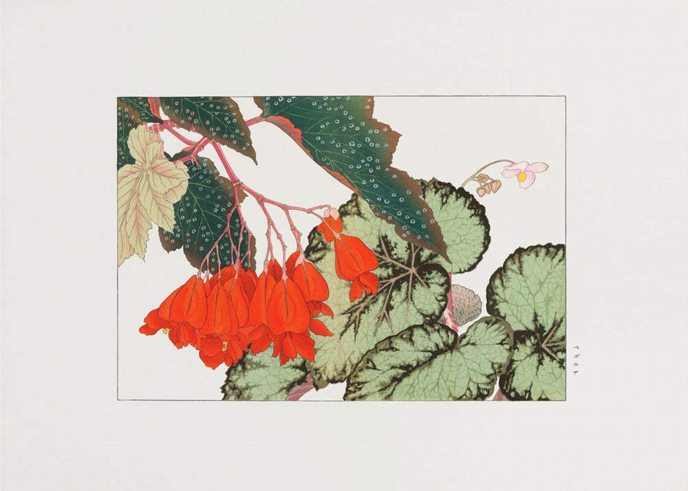 Plakat - Cracklin Rosie Begonia Flower