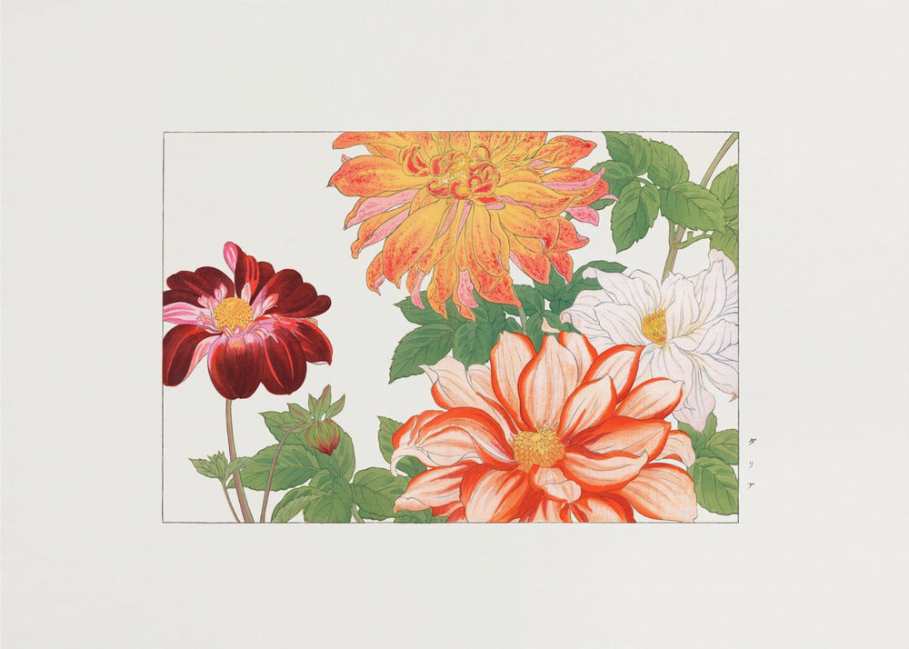 Plakat - Dahlia Flower
