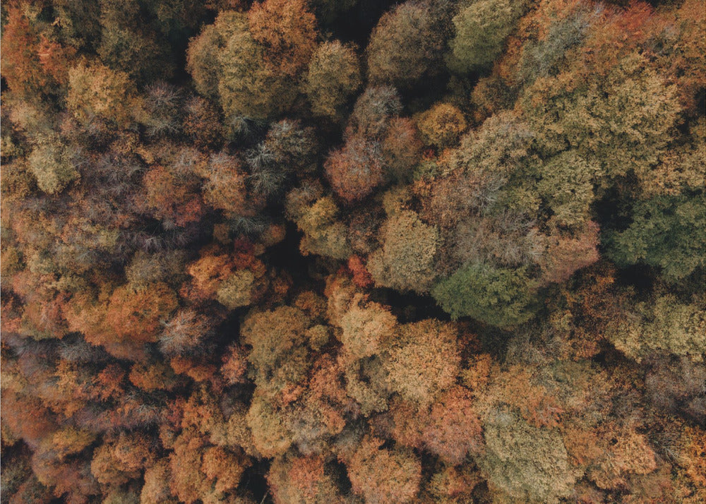 Plakat - Autumn Forest 07