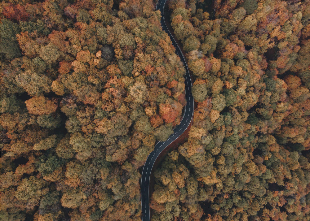 Akustik - Autumn Forest 13