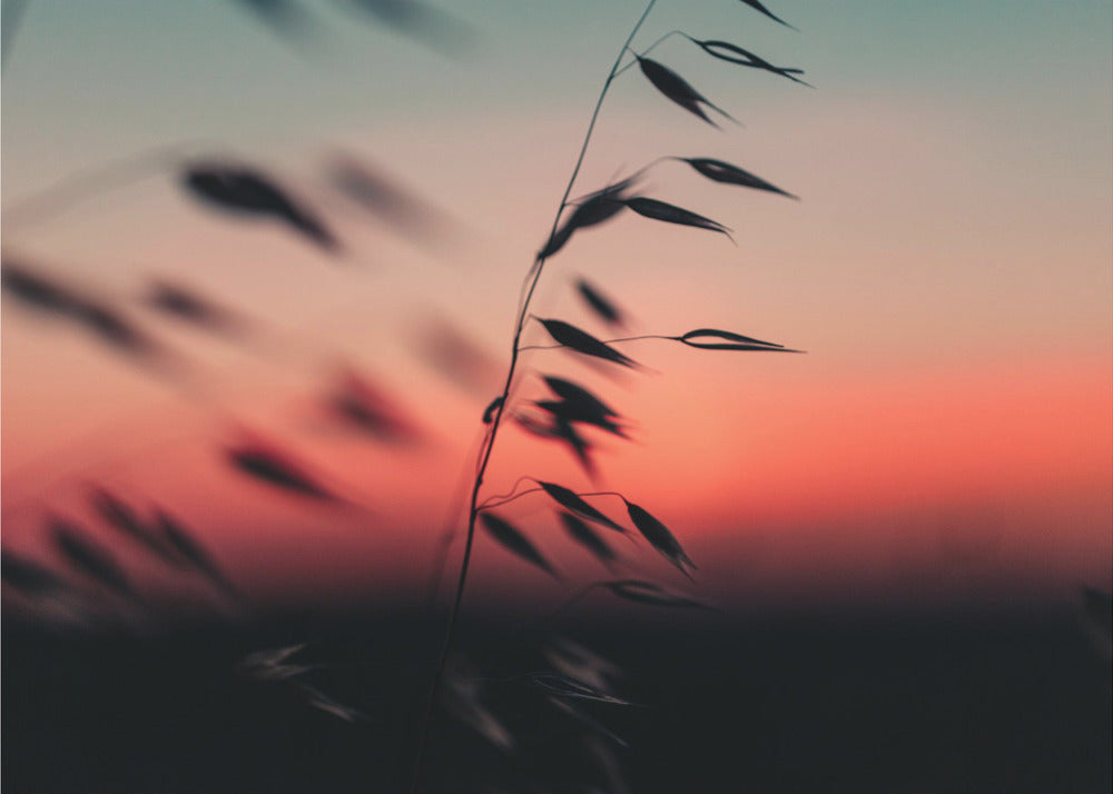 Plakat - Sunset Grass Fileld 02