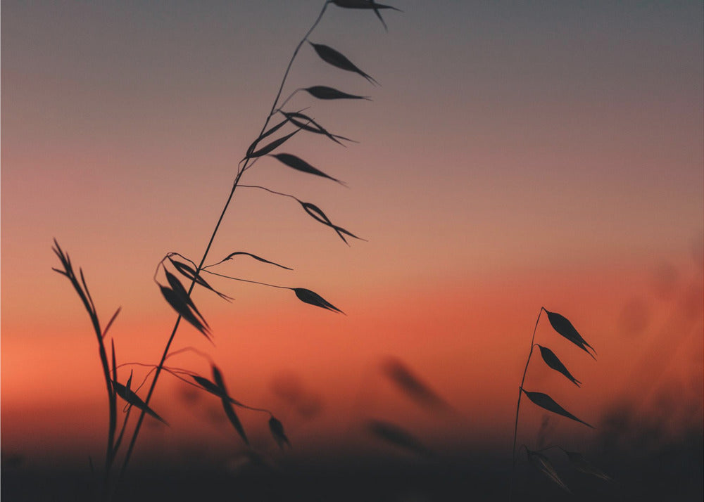 Akustik - Sunset grass filelds 03