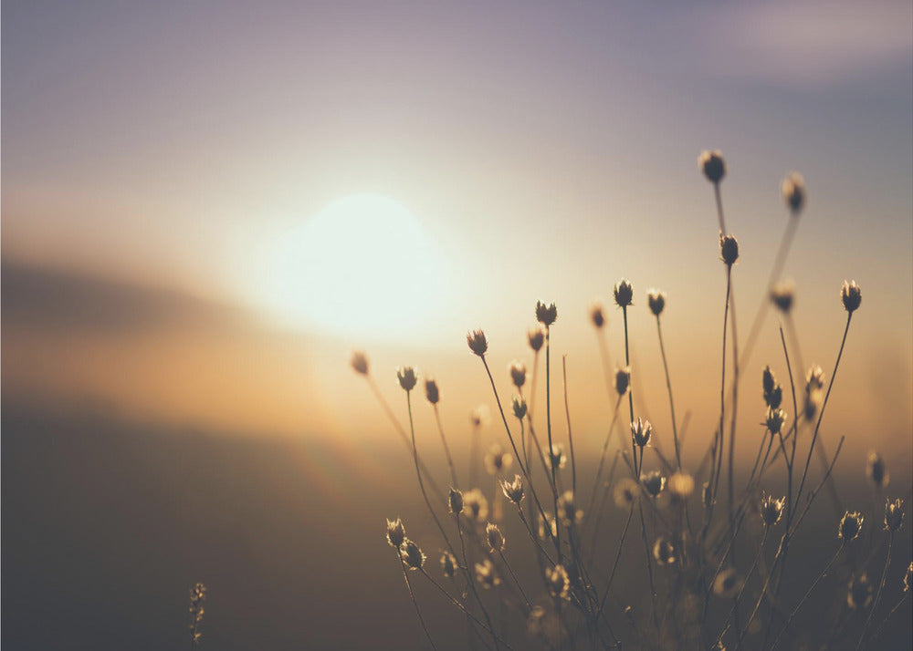 Plakat - Morning Grass Filelds 15