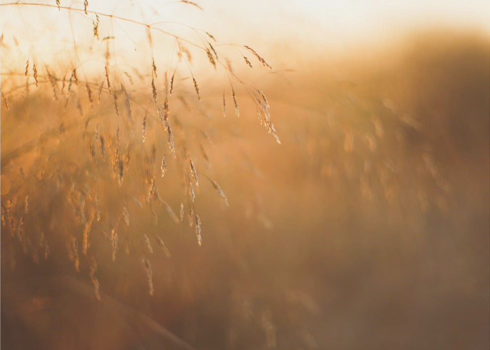 Akustik - Morning Grass Filelds 16
