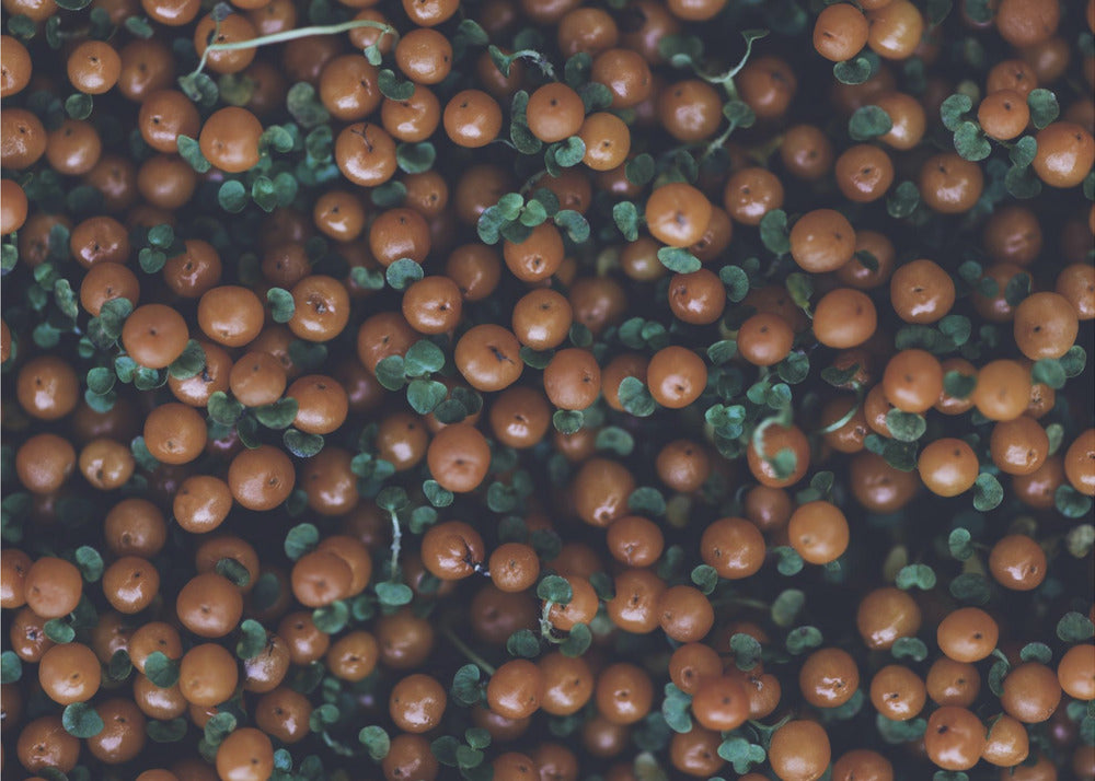 Plakat - Red Berries 01