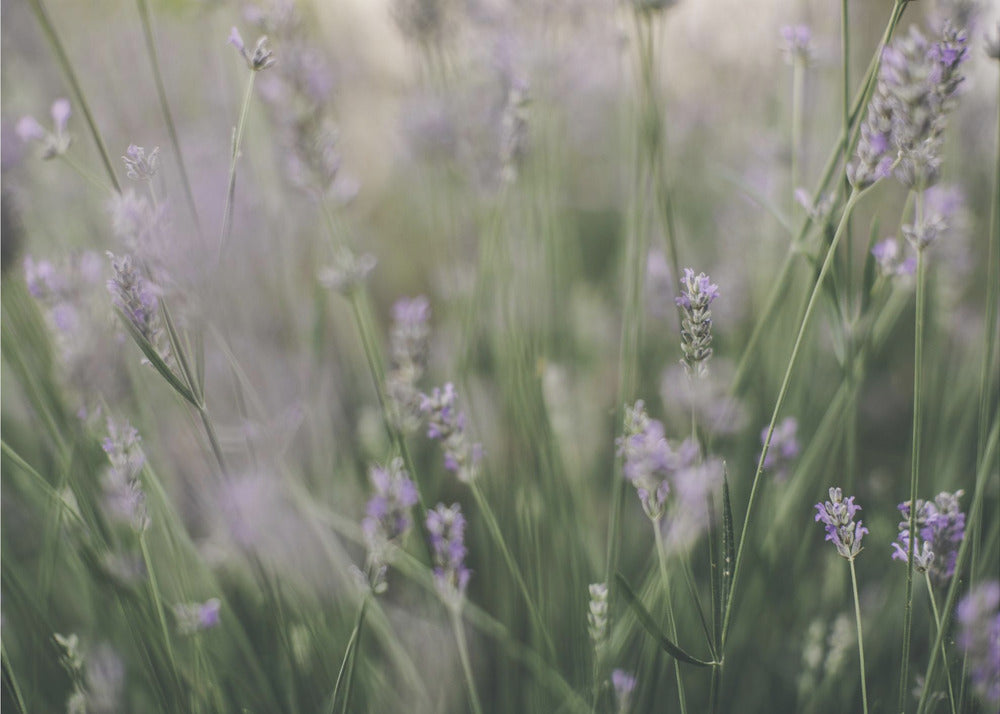 Akustik - Purple Flowers 02