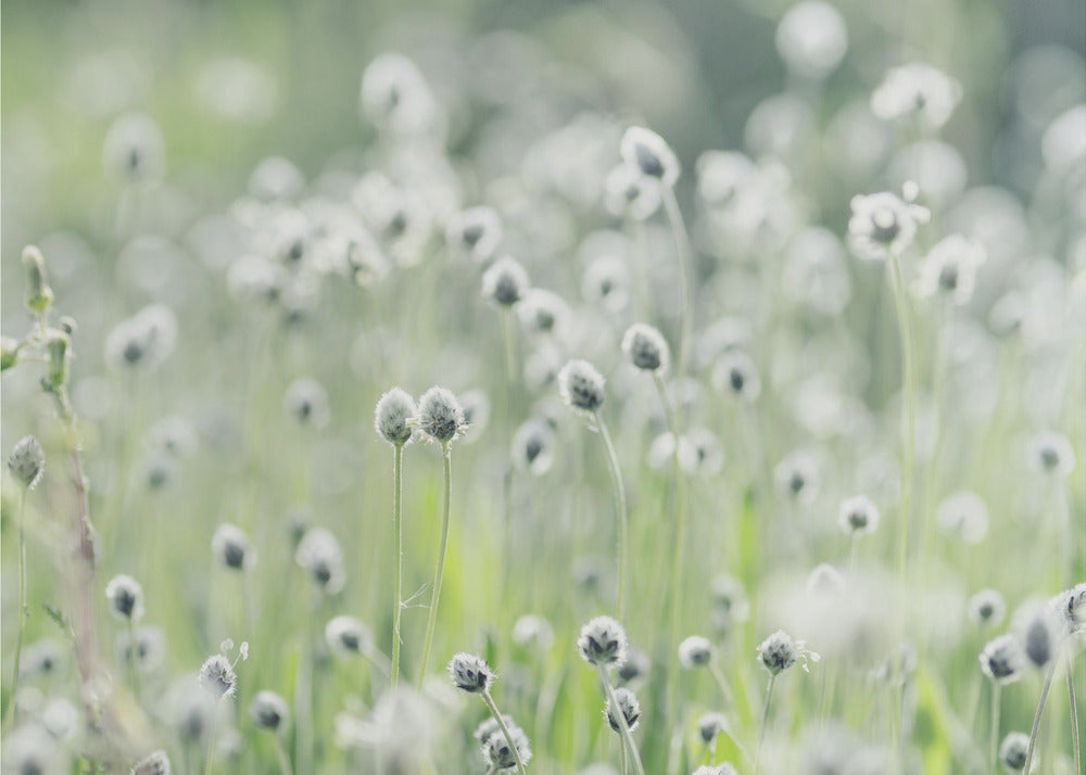 Plakat - White Flowers 04