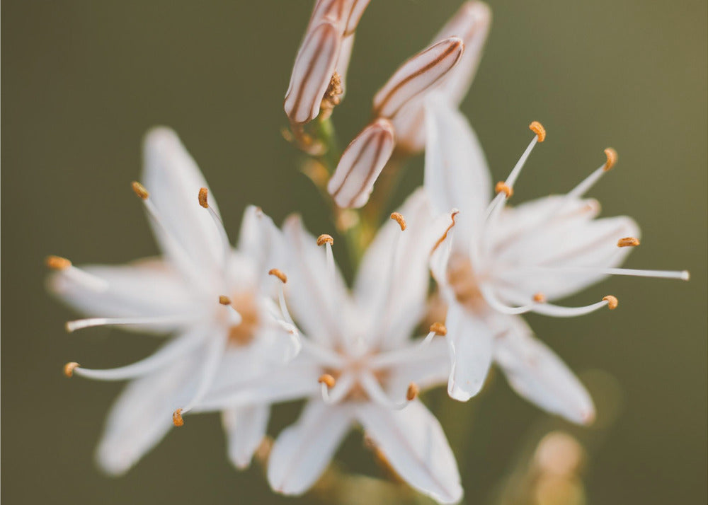 Plakat - White Flowers 10