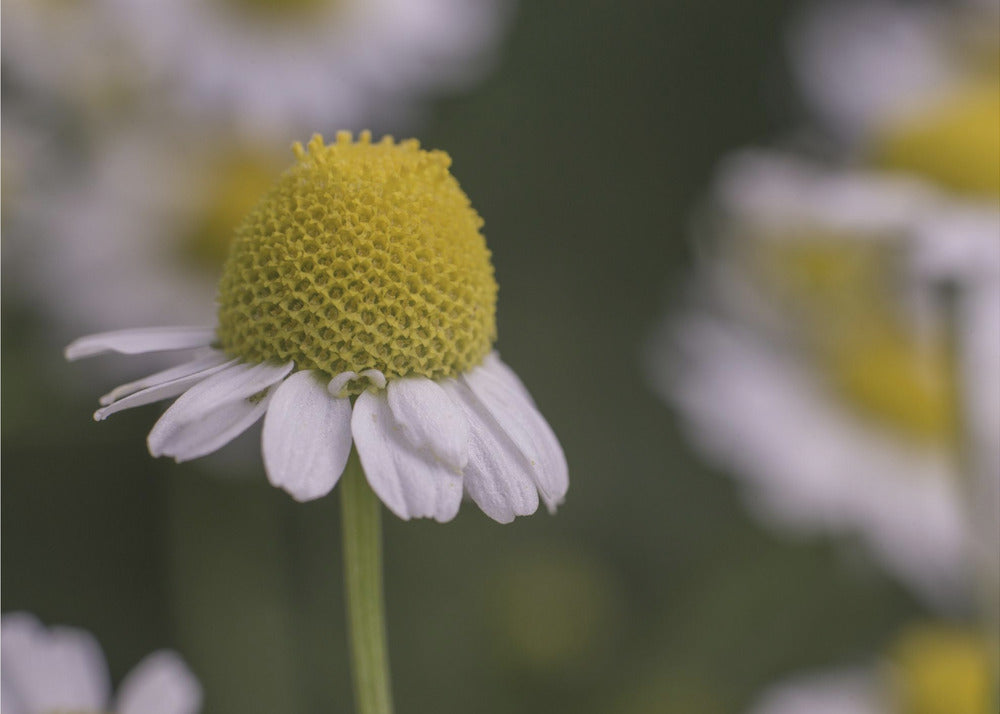 Plakat - Summer Flowers 7