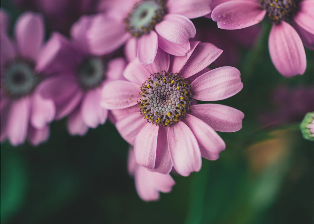 Plakat - Summer Flowers 99