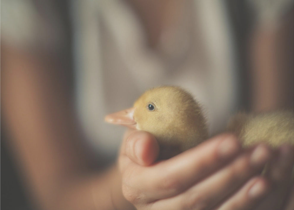 Plakat - Save the Duck