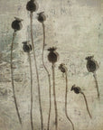 Plakat - Poppy seedlings