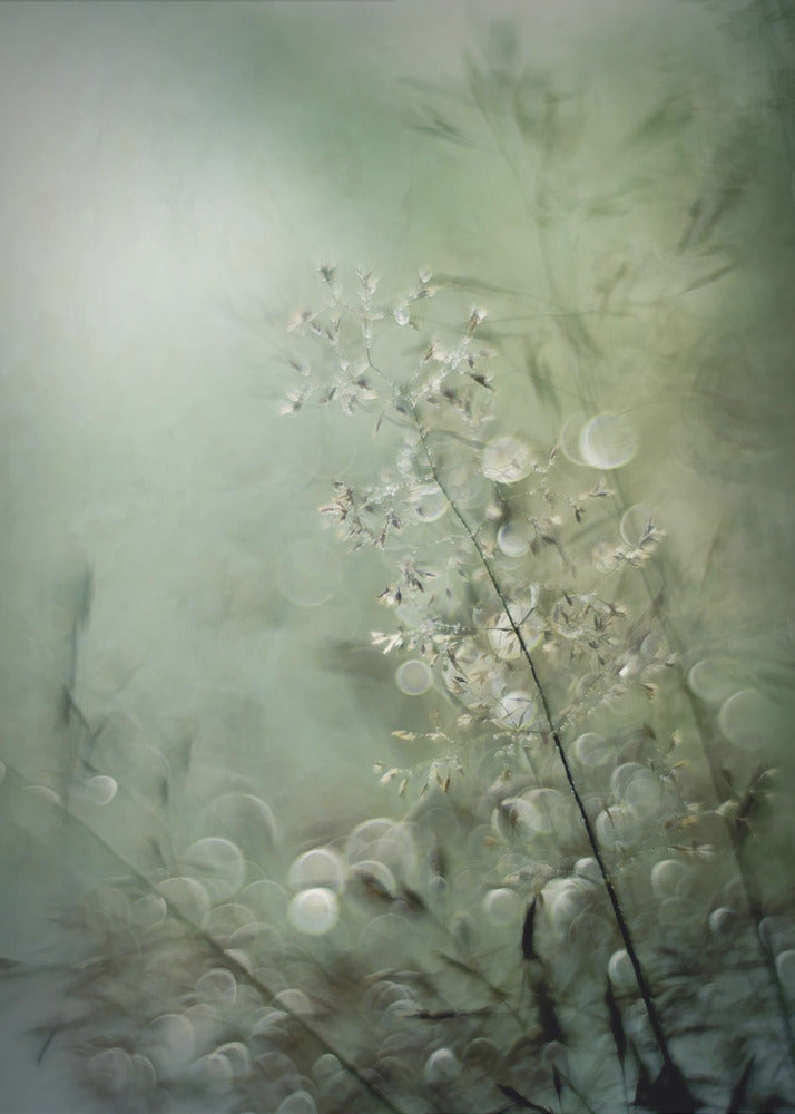 Plakat - Grasses