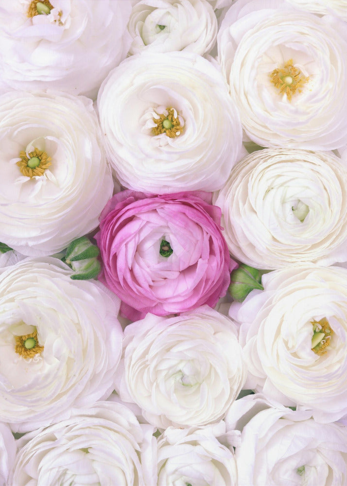 Plakat - Singular ranunculus in hot pink