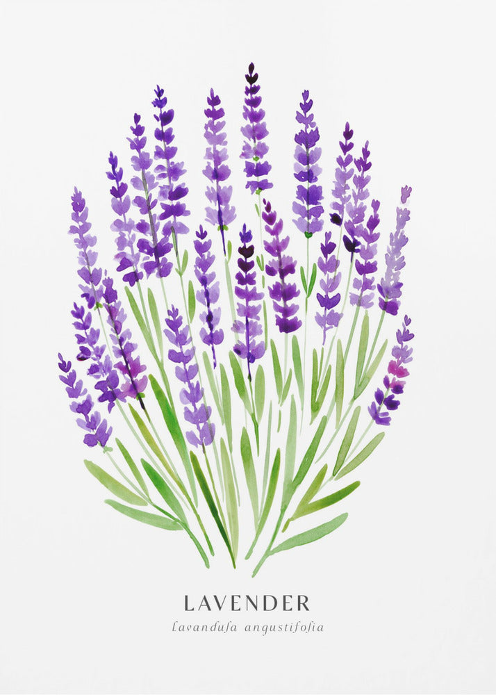 Poster - Lavender I