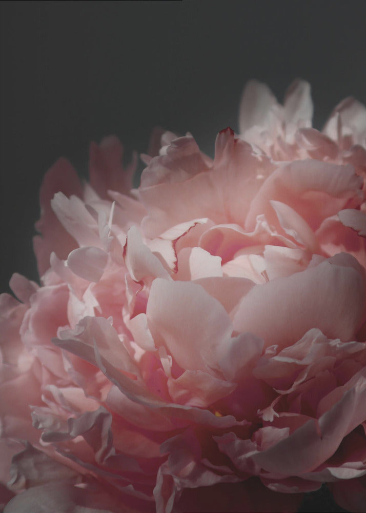 Plakat - Moody blush peony I