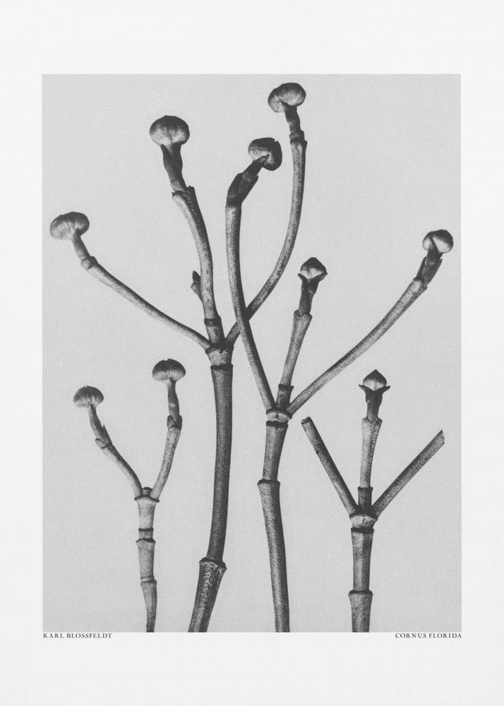 Plakat - Cornus Florida - Admen.dk