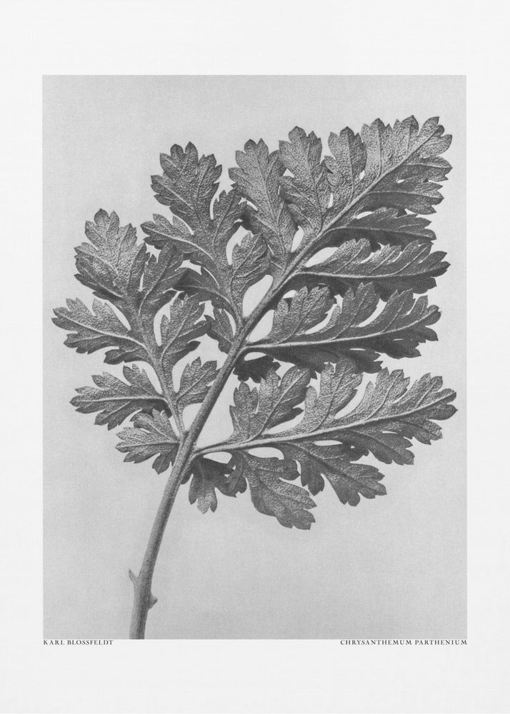Plakat - Chrysanthemum parthenium - Admen.dk