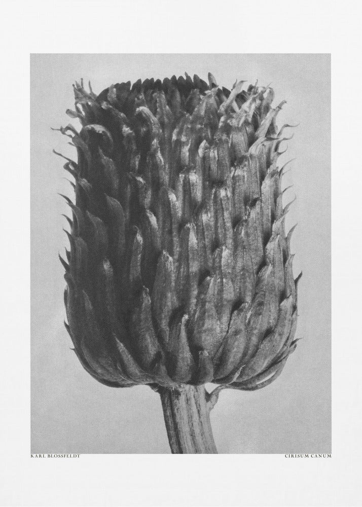 Plakat - Cirsium Canum (Thistle) - Admen.dk