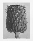 Plakat - Cirsium Canum (Thistle) - Admen.dk