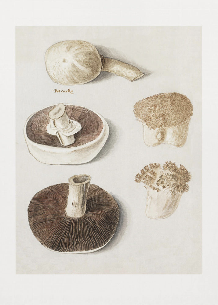 Plakat - Common Meadow Mushroom, Agaricus Campestris Standing - Admen.dk