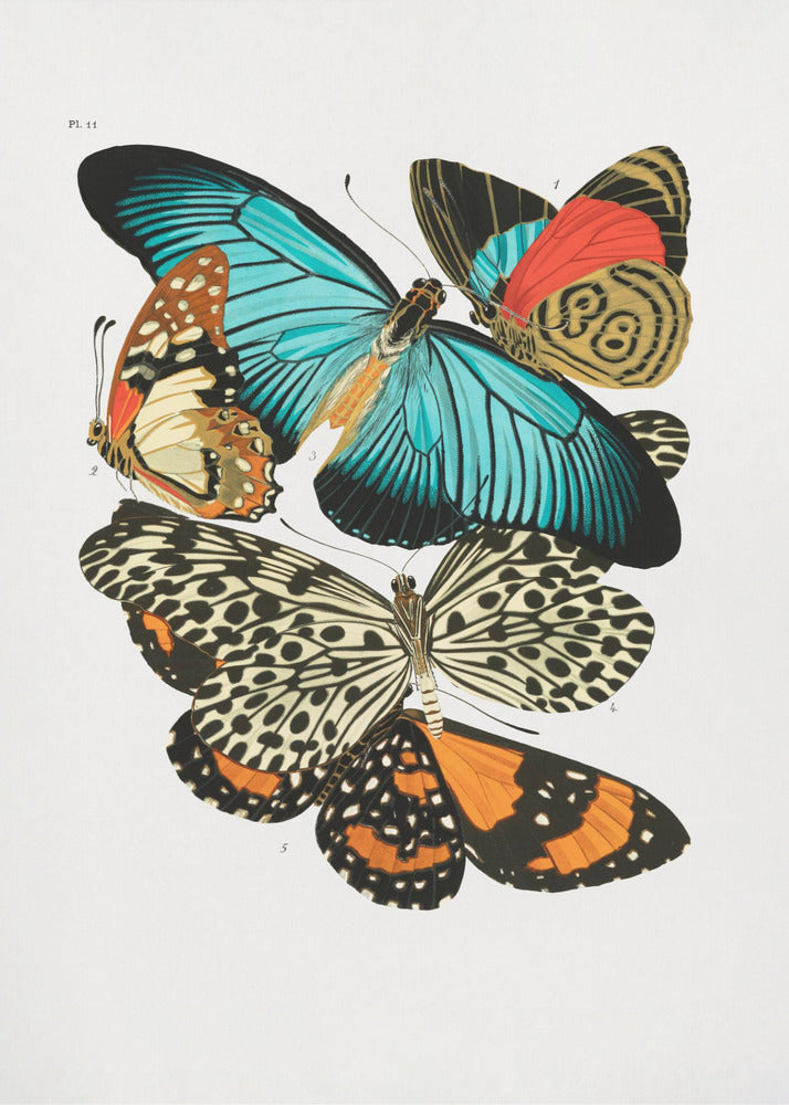 Plakat - Butterflies 1