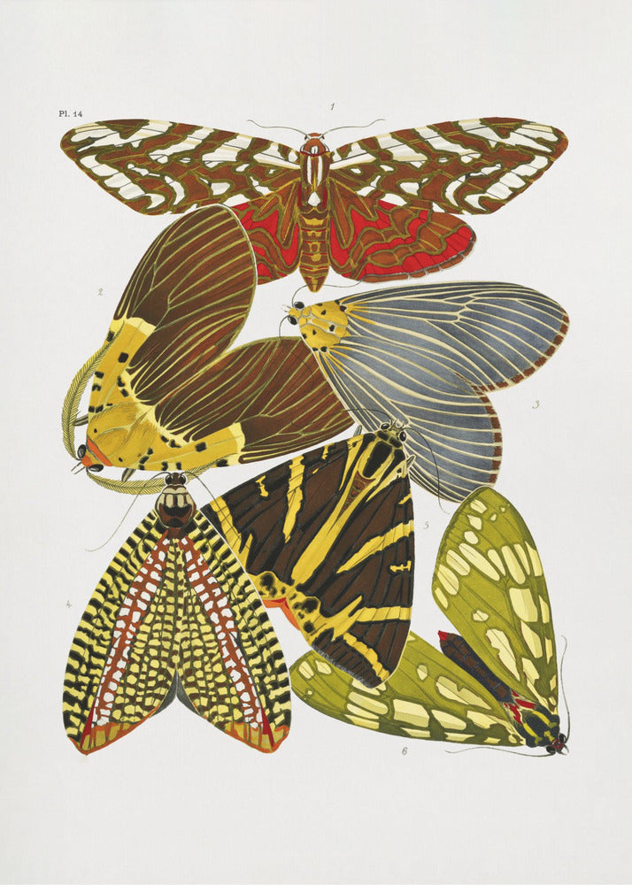 Plakat - Butterflies 6