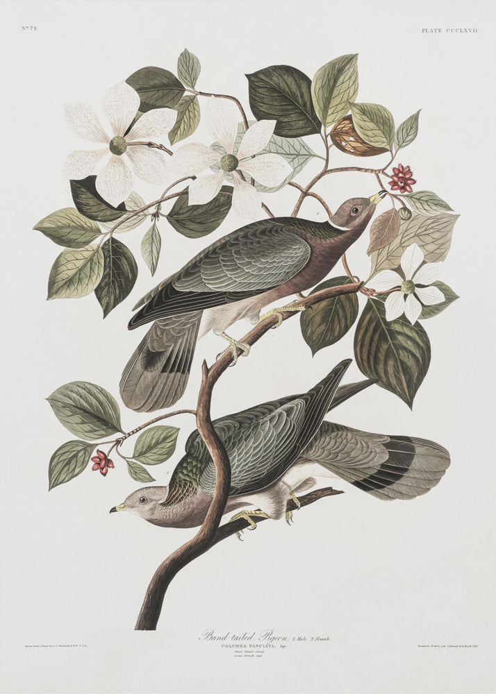 Plakat - Brand Tailed Pigeon From Birds Of America (1827)