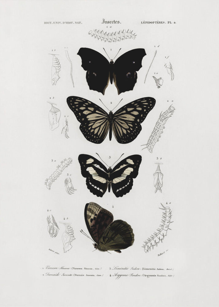 Plakat - Collection of Butterflies 01