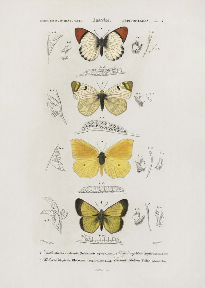 Plakat - Different Types of Butterflies