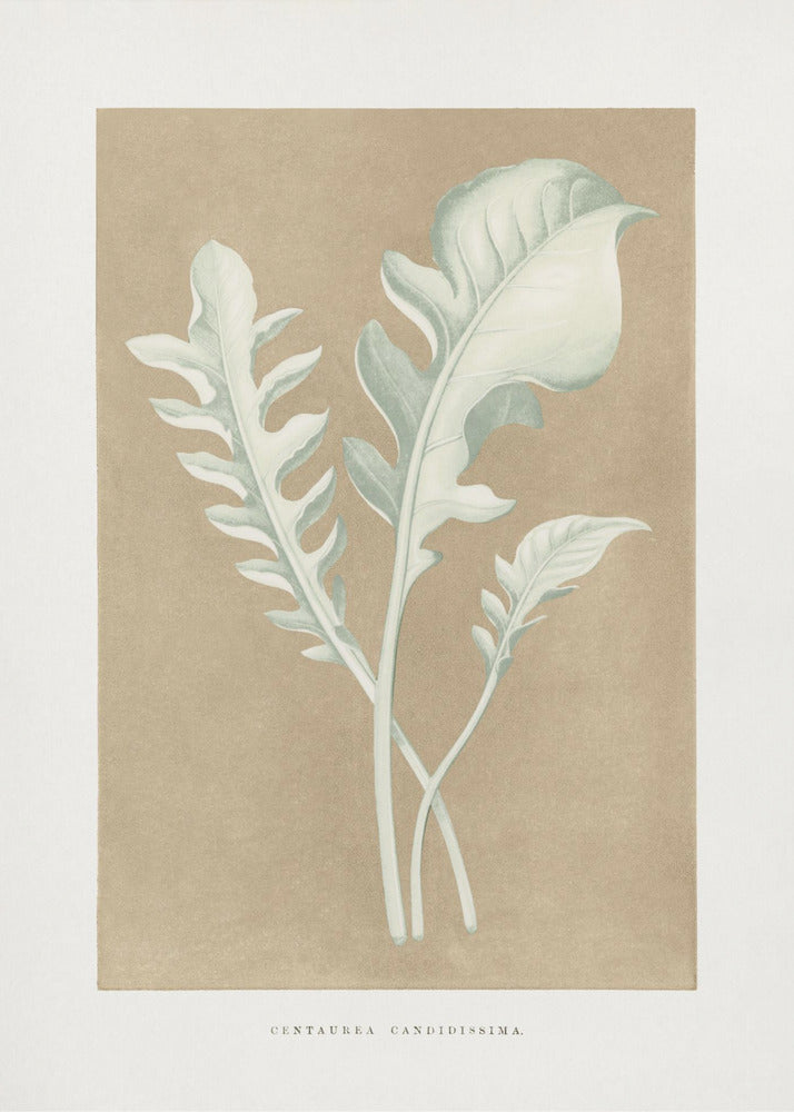 Plakat - Centaurea Candidissima Leaf Illustration