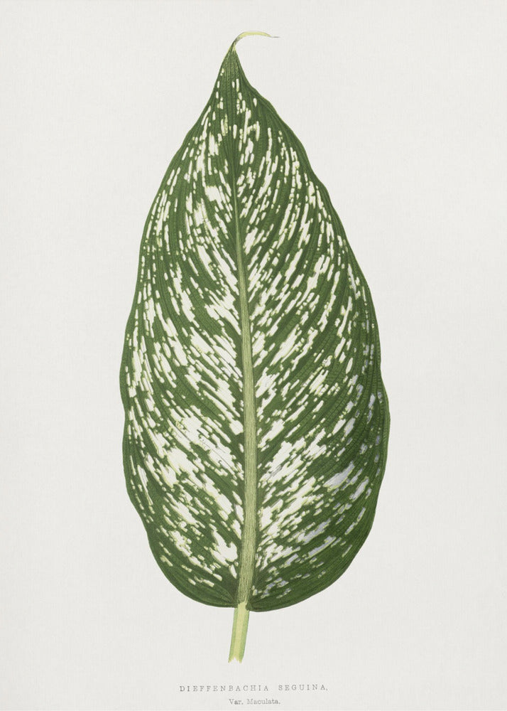 Plakat - Dieffenbachia Seguina Leaf Illustration - Admen.dk