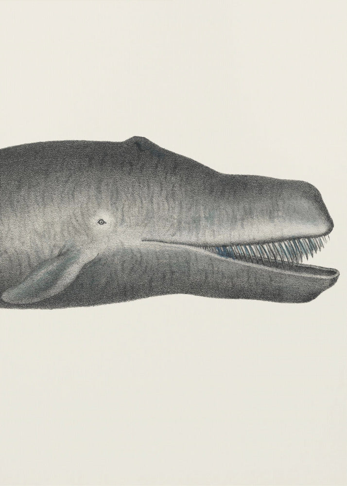 Plakat - Whale Ii Tight Crop Handcolored Sealife Lithograph 1824 - Admen.dk