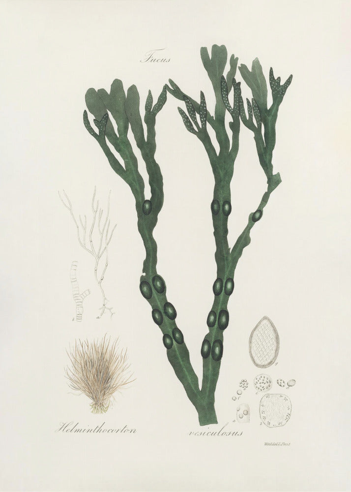 Plakat - Bladder Wrack (fucus Vesiculosus)  Medical Botany - Admen.dk