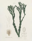 Plakat - Bladder Wrack (fucus Vesiculosus)  Medical Botany - Admen.dk